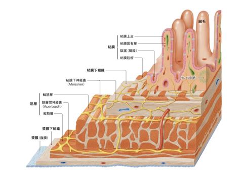 大腸 方向|小腸・大腸の解剖生理 